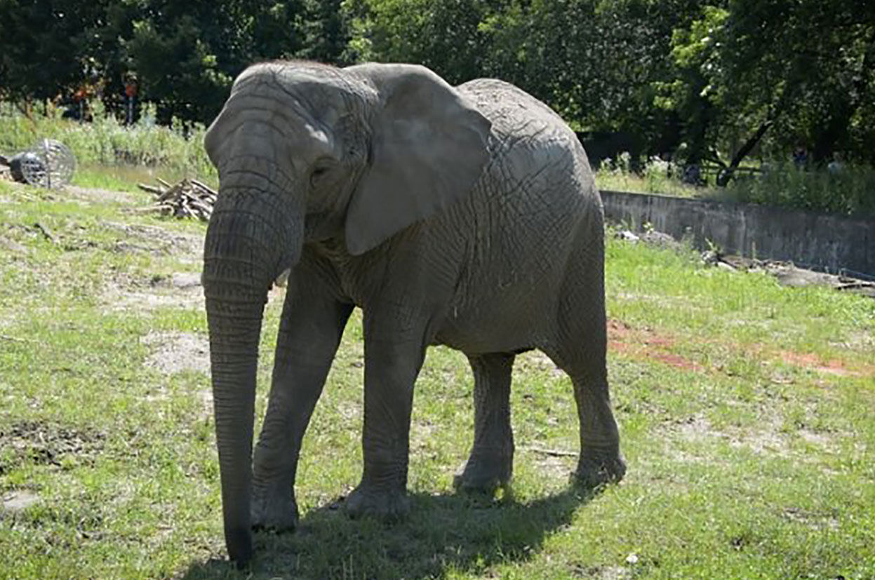Elephant